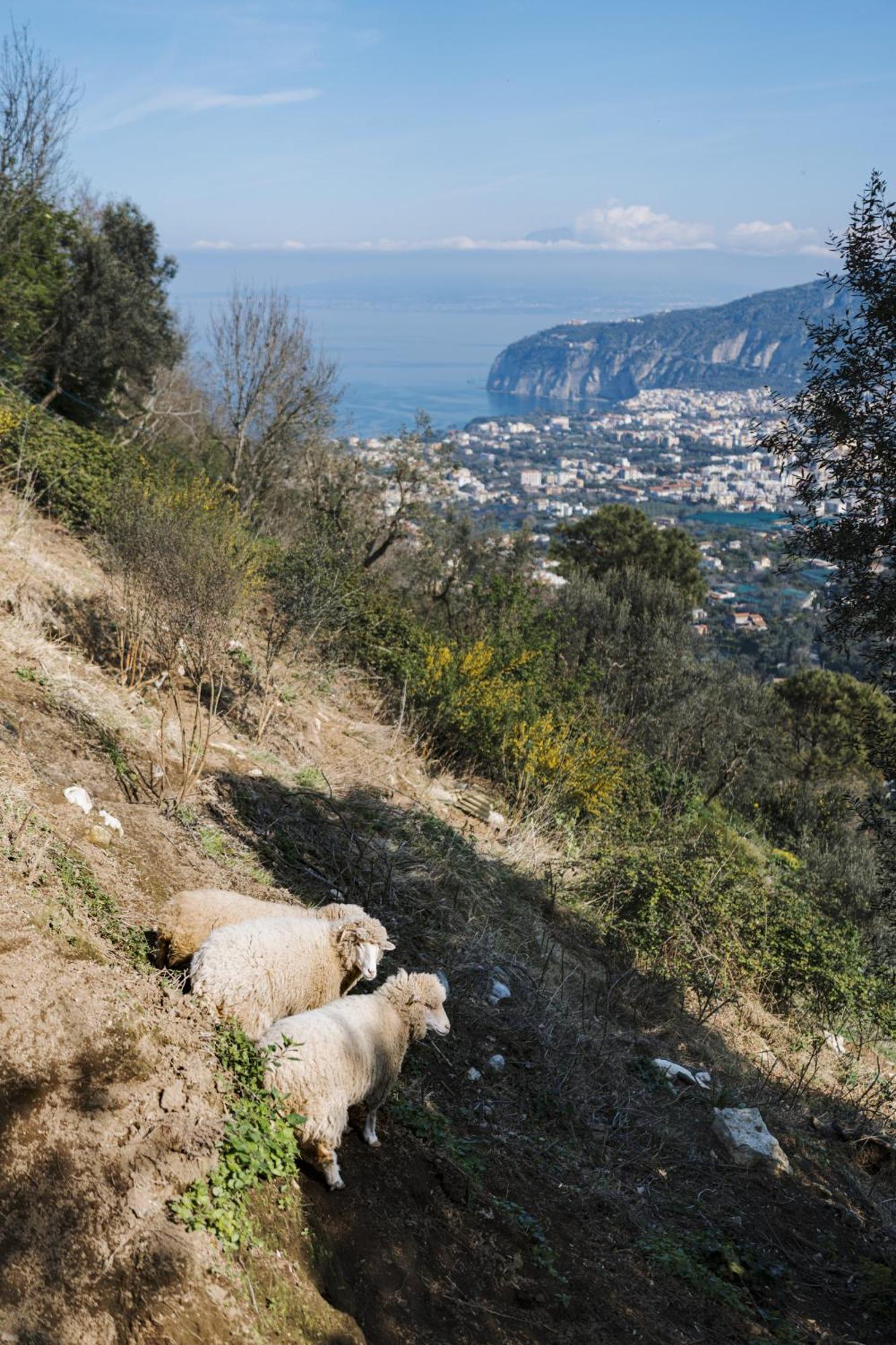 Agriturismo Nonno Antonino Sant'Agnello Bagian luar foto